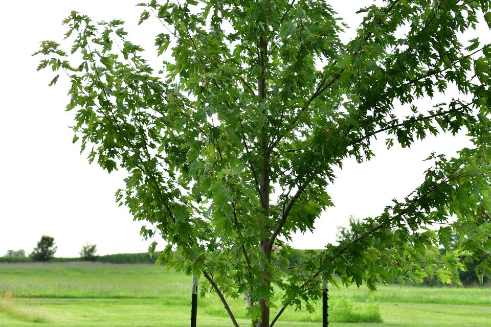 A support cable installed between two limbs of a mature tree