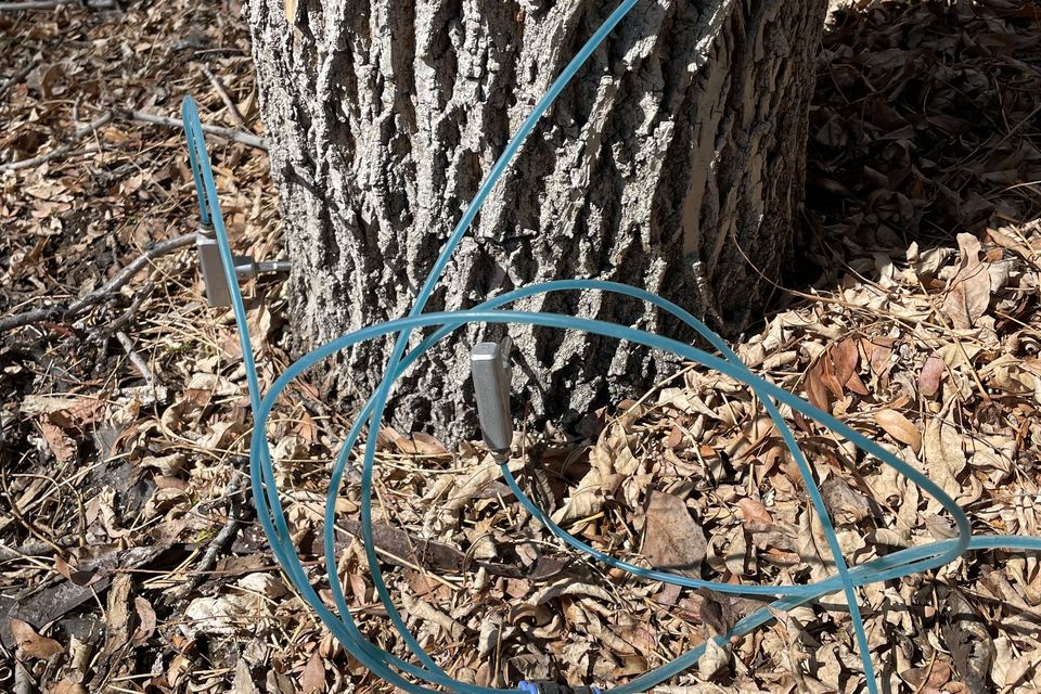 Trunk injection capsules set into the base of an ash tree