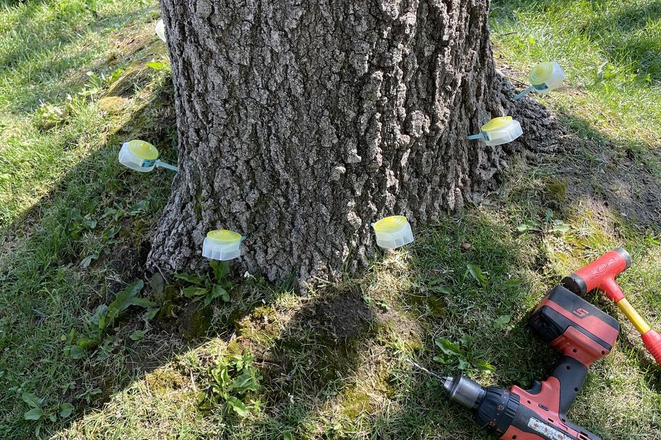 A technician preparing a nutrient injection at a tree