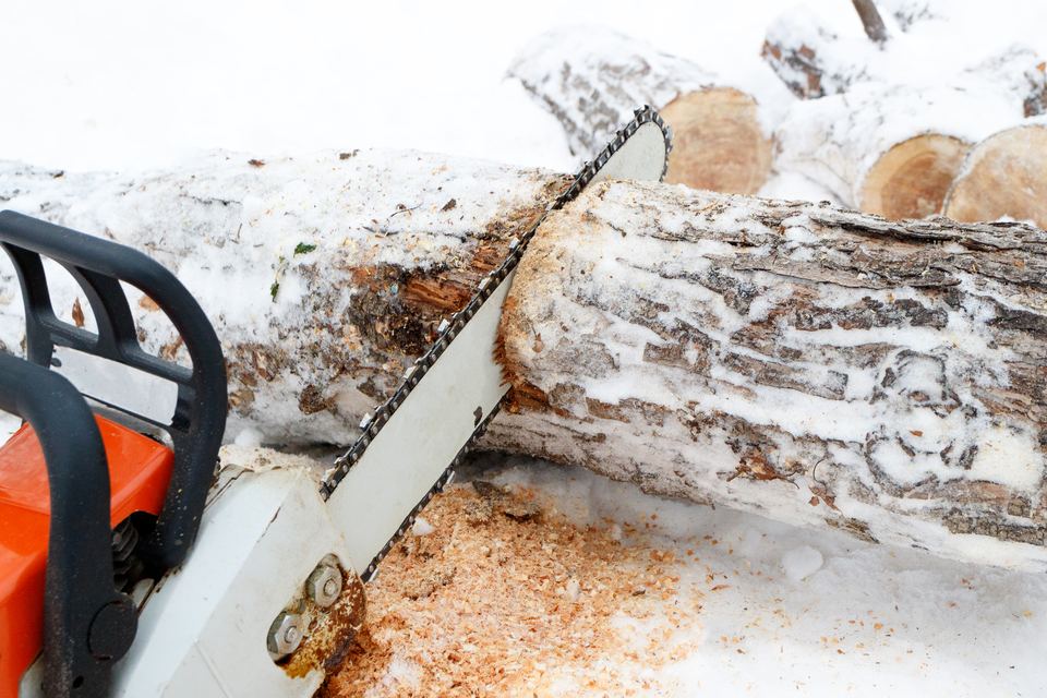 An arborist cutting a felled trunk into sections with a chainsaw