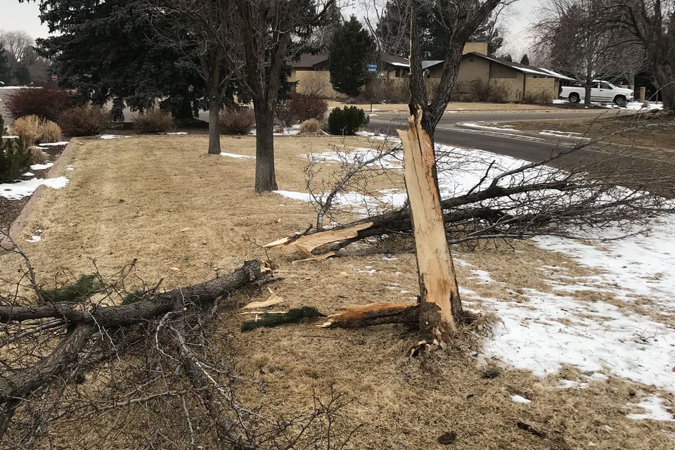 A large limb brought down by wind, lying across a yard