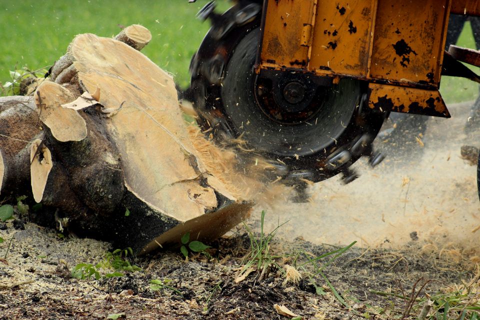 A stump grinder chewing a stump down below grade